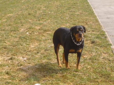 ma chienne