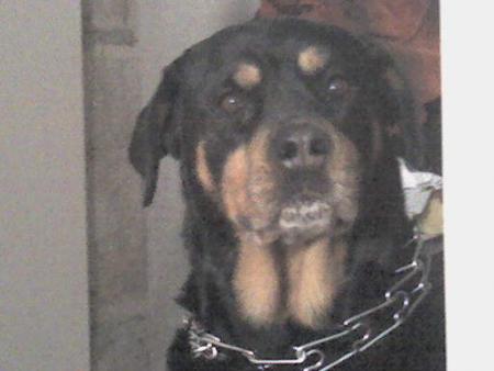 ma chienne